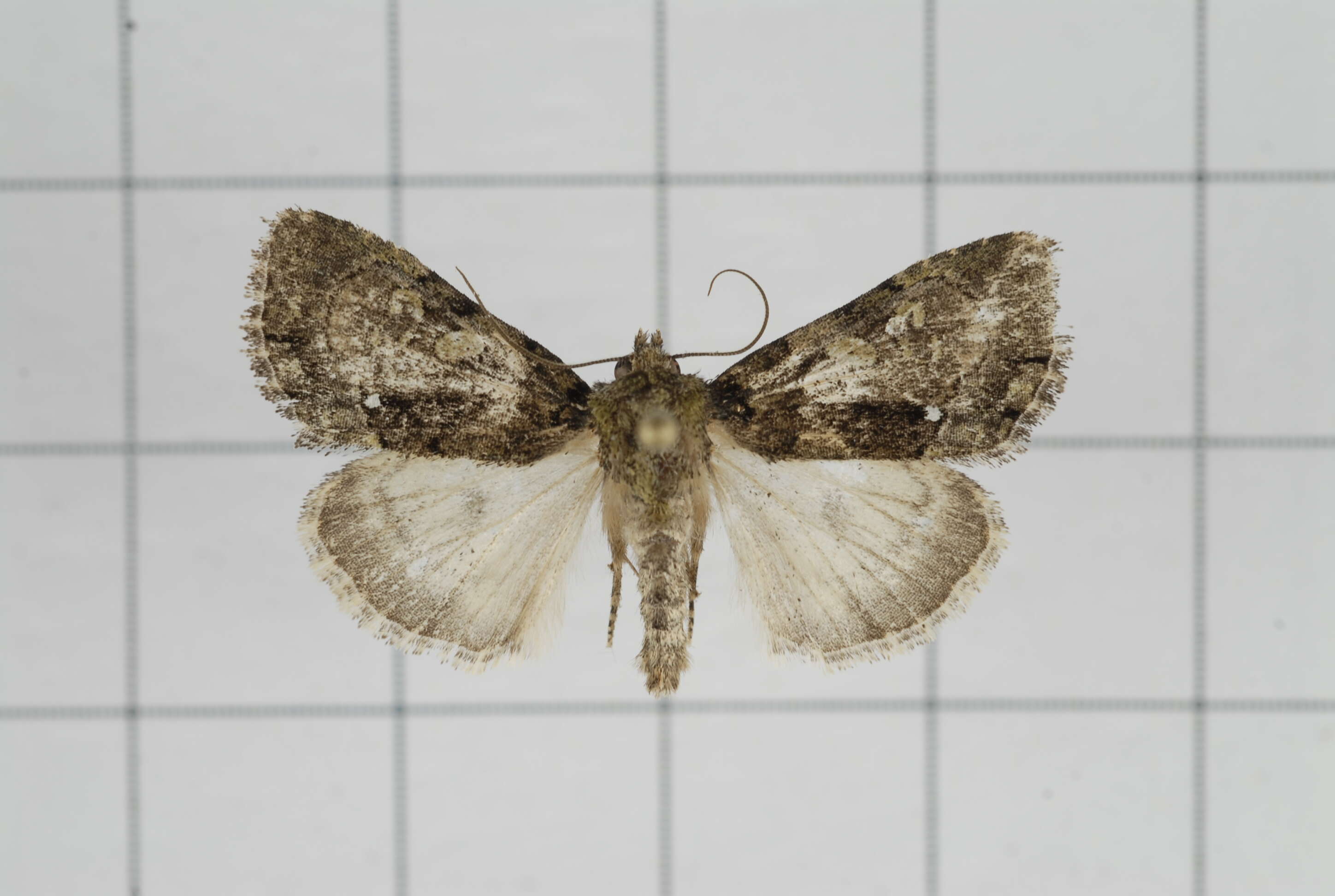 Image of Chytonix variegata Jones 1914