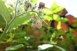 Image of Symphytum officinale subsp. bohemicum (F. W. Schmidt) Celak.