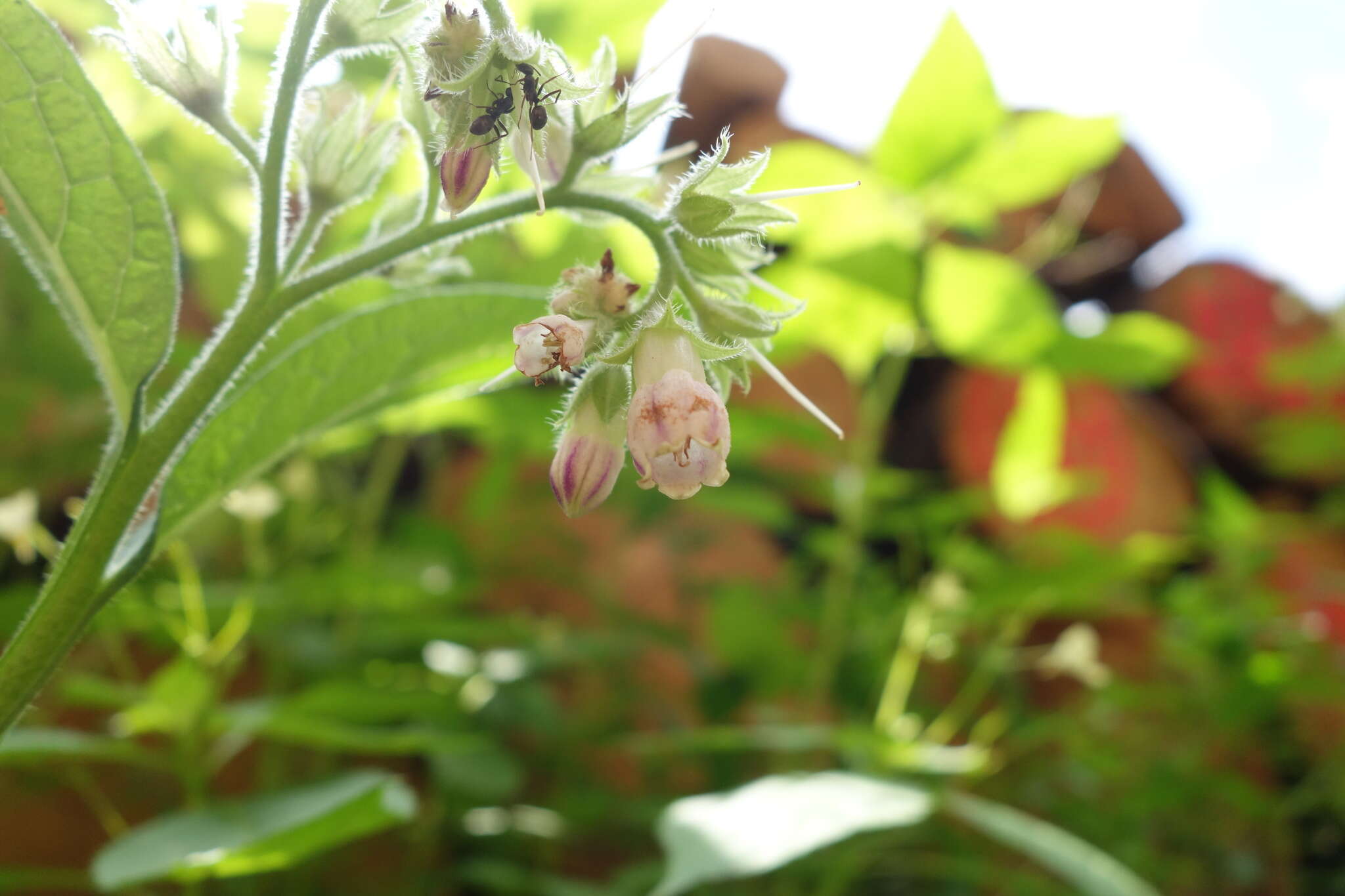 Image of Symphytum officinale subsp. bohemicum (F. W. Schmidt) Celak.