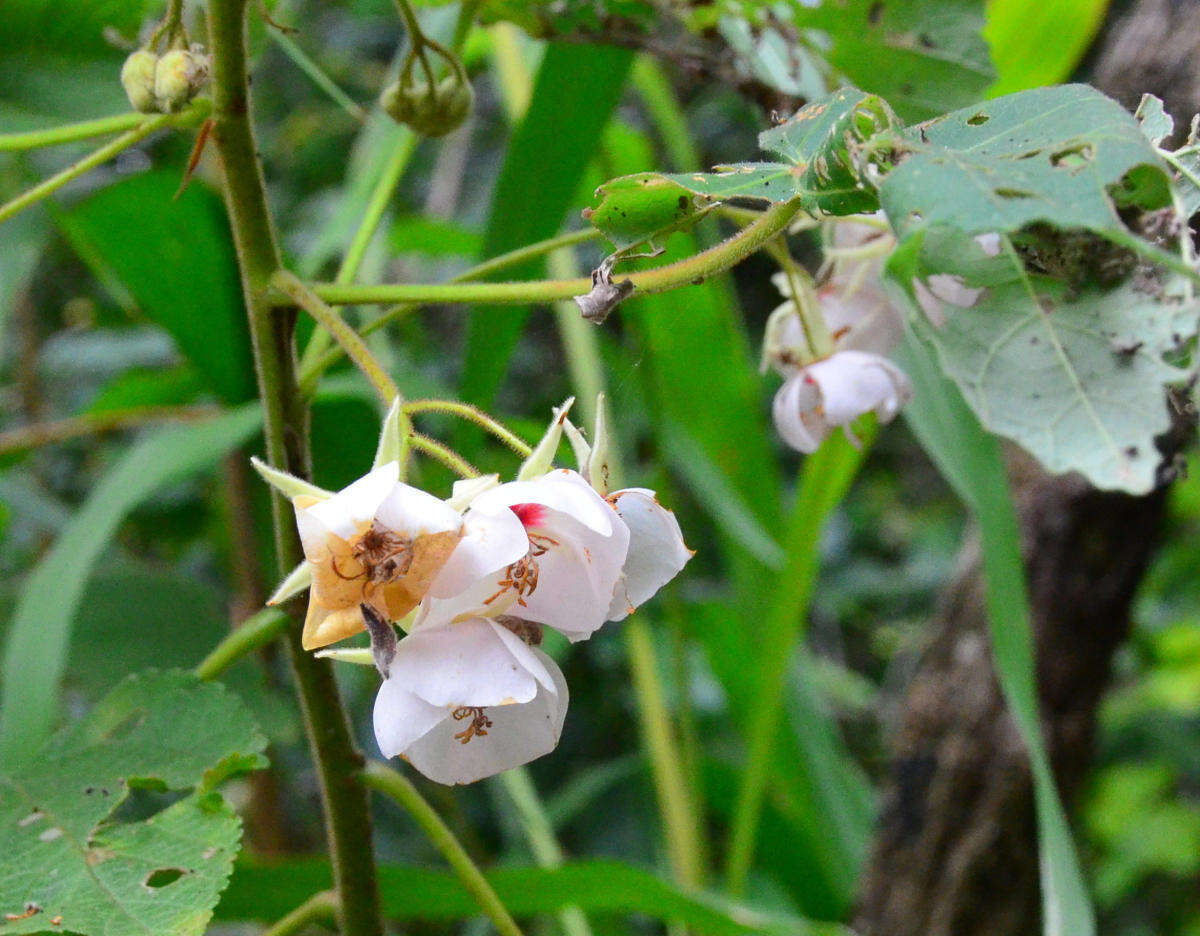 Image of Dombeya pulchra N. E. Br.