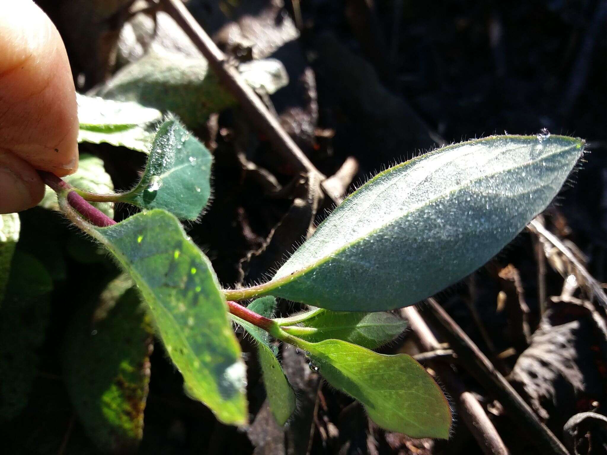 Imagem de Lonicera periclymenum subsp. hispanica (Boiss. & Reuter) Nyman