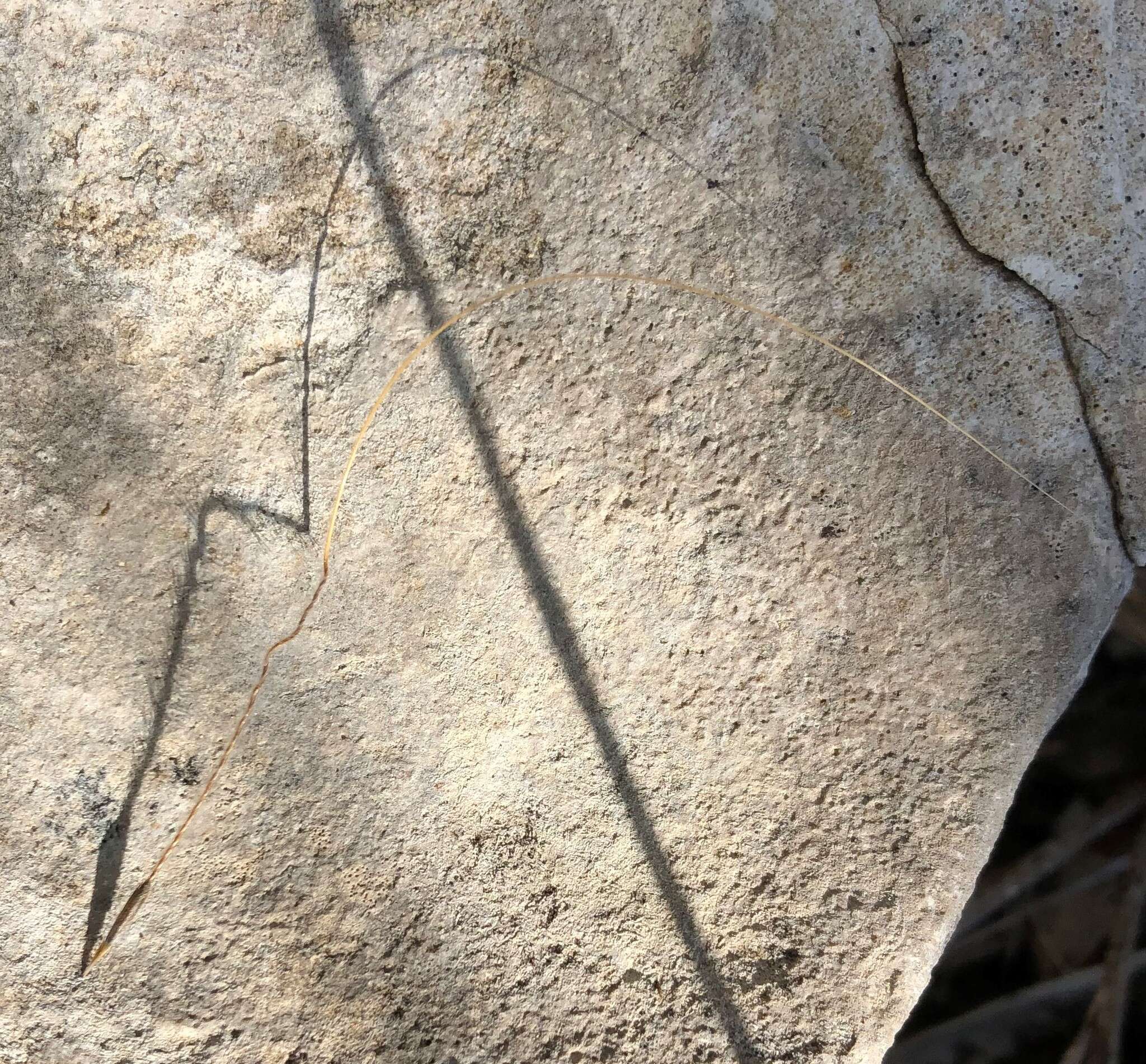 Image of Austrostipa mollis (R. Br.) S. W. L. Jacobs & J. Everett