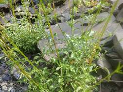 Image de Silene dagestanica Rupr.