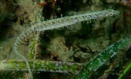 Image of Hairy pipefish