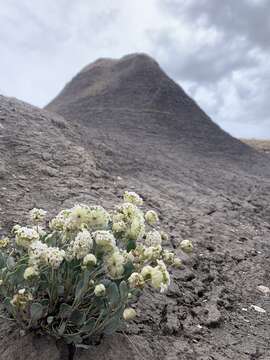 Image of clay sand verbena