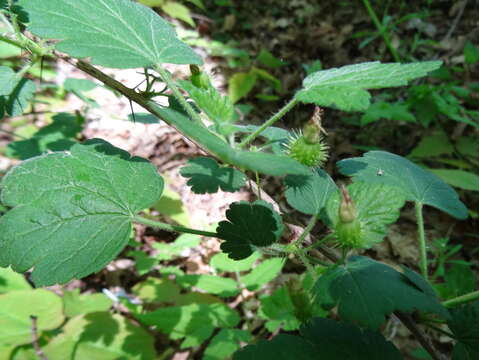 Image of eastern prickly gooseberry