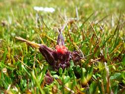 Image of Castilleja pumila (Benth.) Weddell