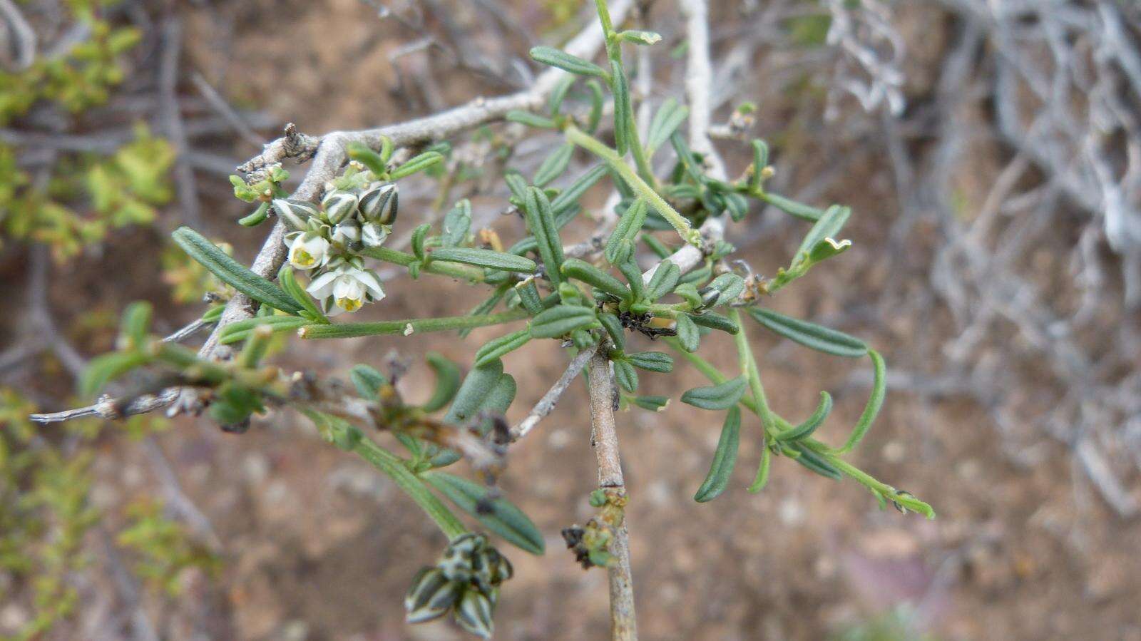 Image of Limeum aethiopicum subsp. aethiopicum