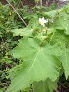 Image of African hemp