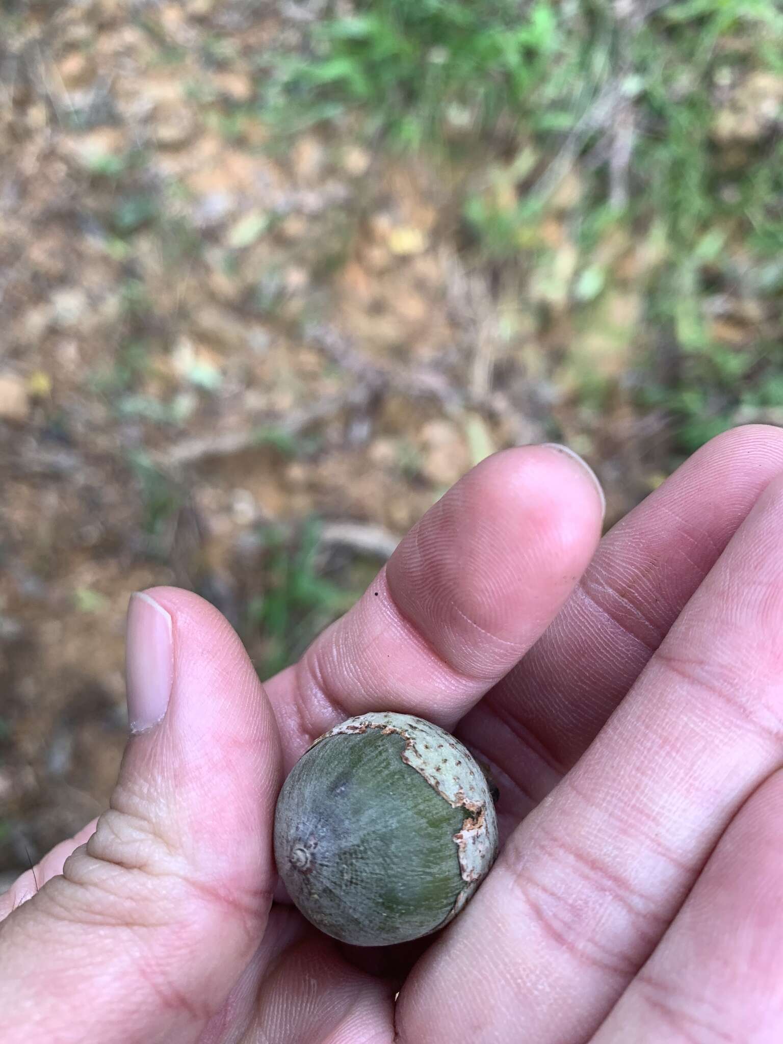 Image of Lithocarpus shinsuiensis Hayata & Kaneh.