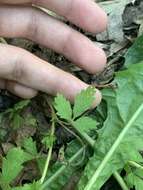 Image of brook cinquefoil