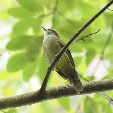 Iole viridescens cinnamomeoventris Baker & Ecs 1917的圖片