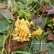 Image of Clavulinopsis corniculata (Schaeff.) Corner 1950