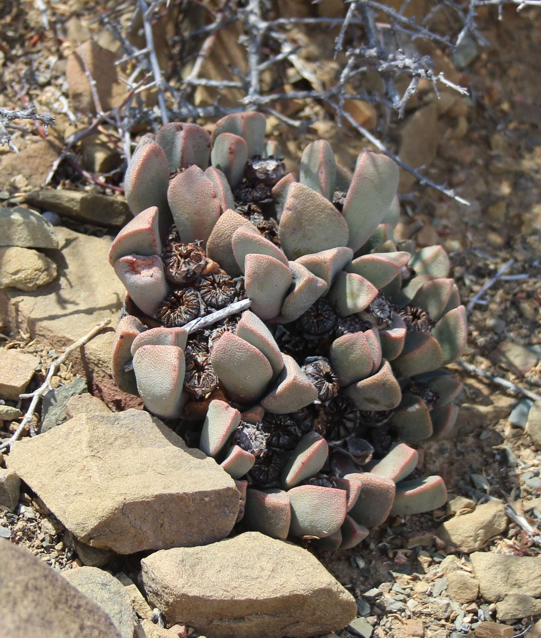 Plancia ëd Pleiospilos compactus (Ait.) Schwant.