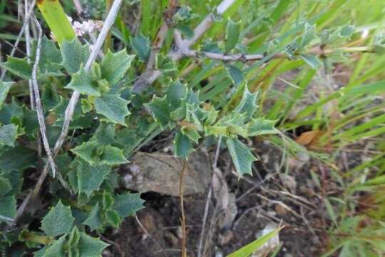 Image of Rincon Ridge ceanothus