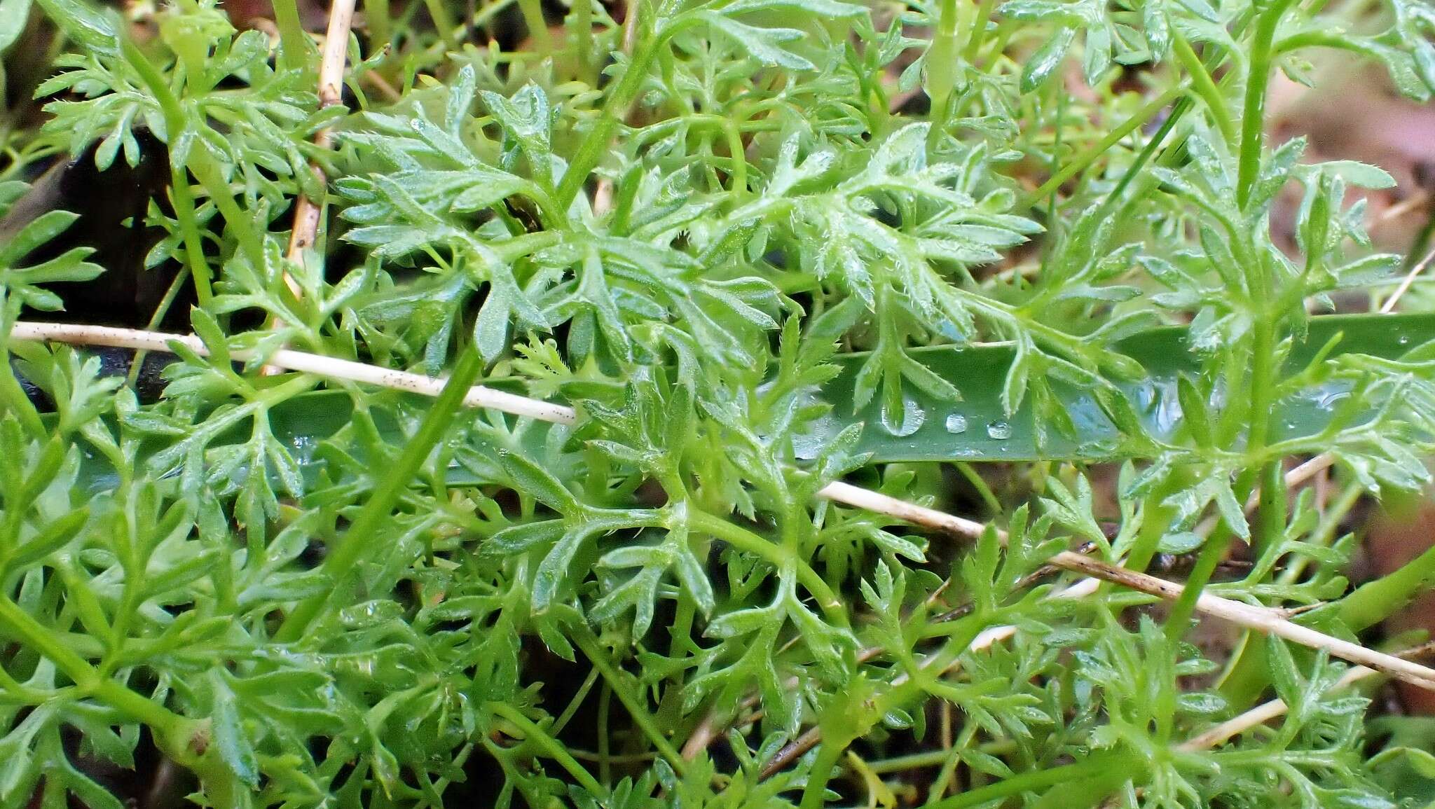 Imagem de Daucus glochidiatus (Labill.) Fischer, C. Meyer & Ave Lall.