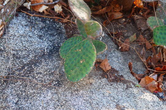 Image of Opuntia decumbens Salm-Dyck