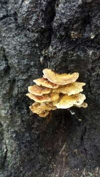 Image of Trametes ochracea (Pers.) Gilb. & Ryvarden 1987