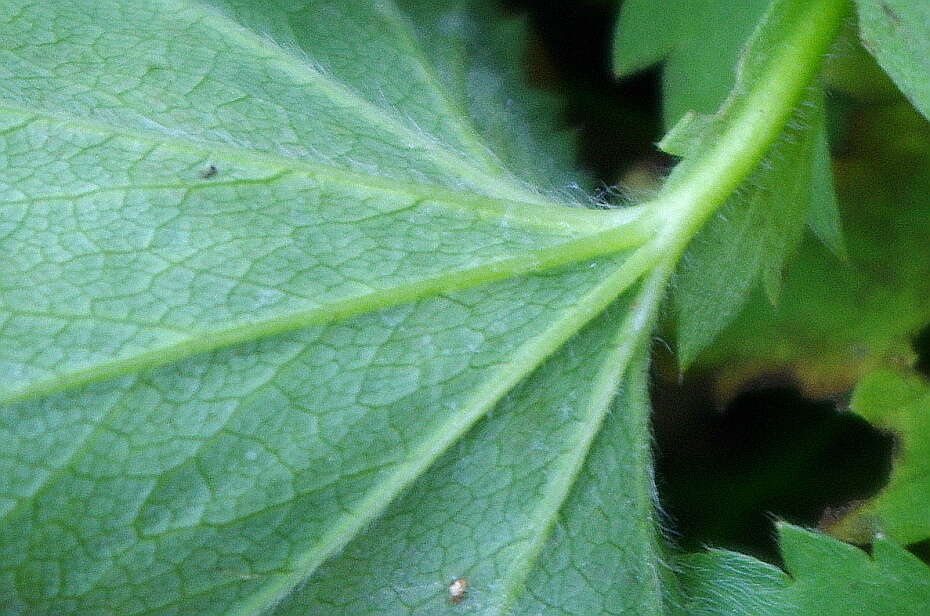 Image of Alchemilla semilunaris Alechin