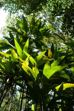 Image of Dypsis procera Jum.