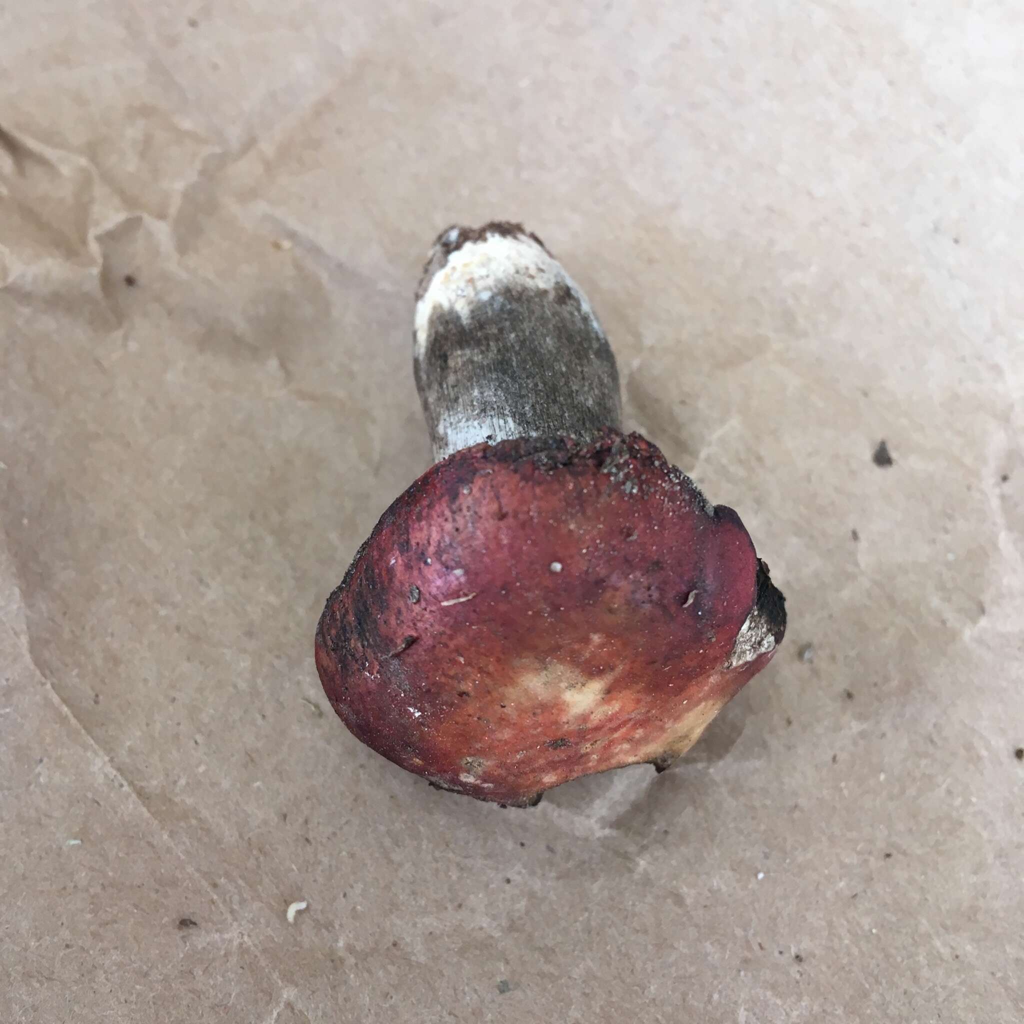 Image of Russula rubescens Beardslee 1914