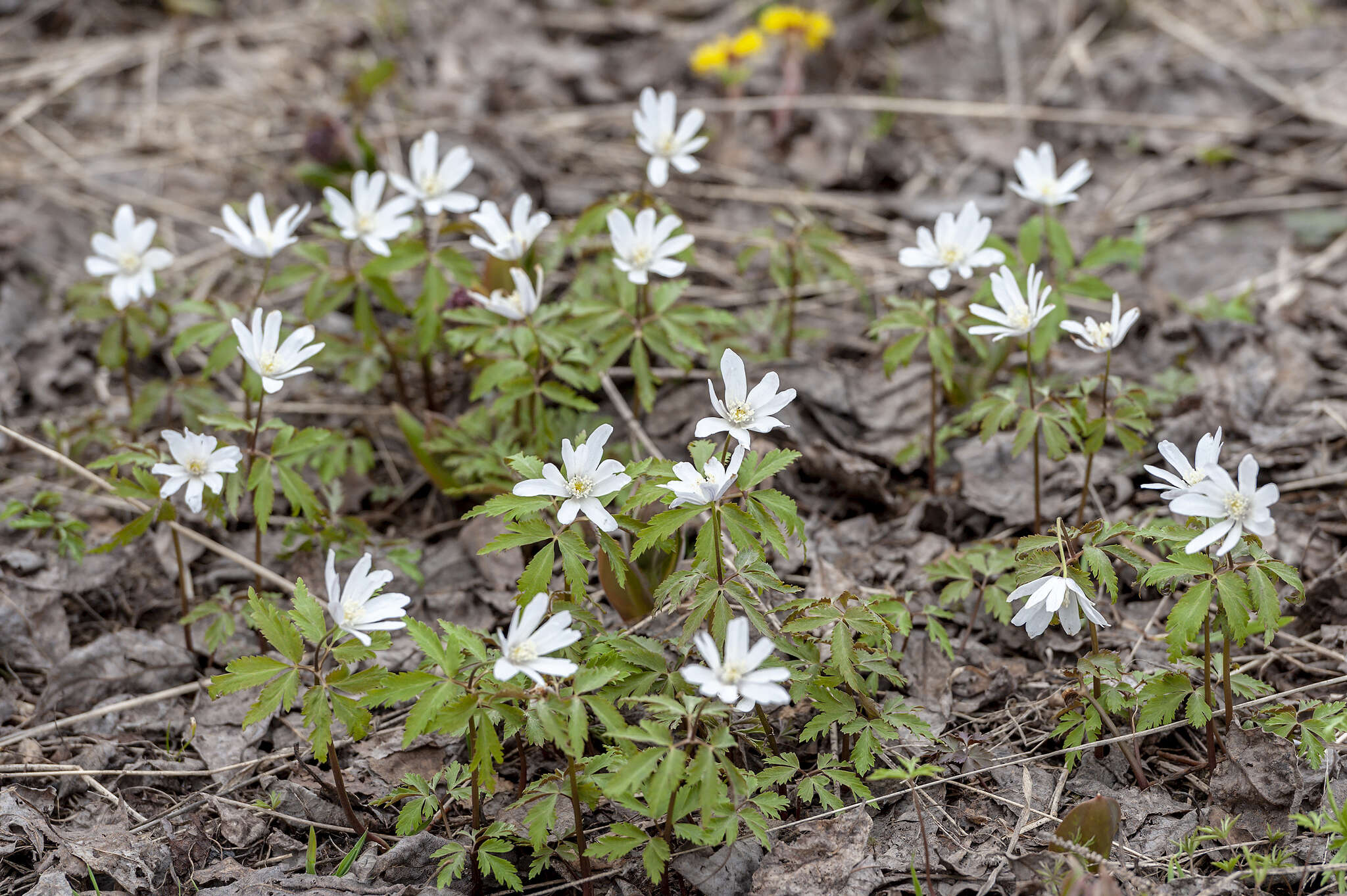 Image de Anemone altaica Fisch. ex C. A. Mey.