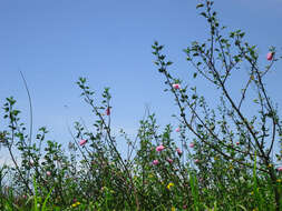 Image of striped rosemallow