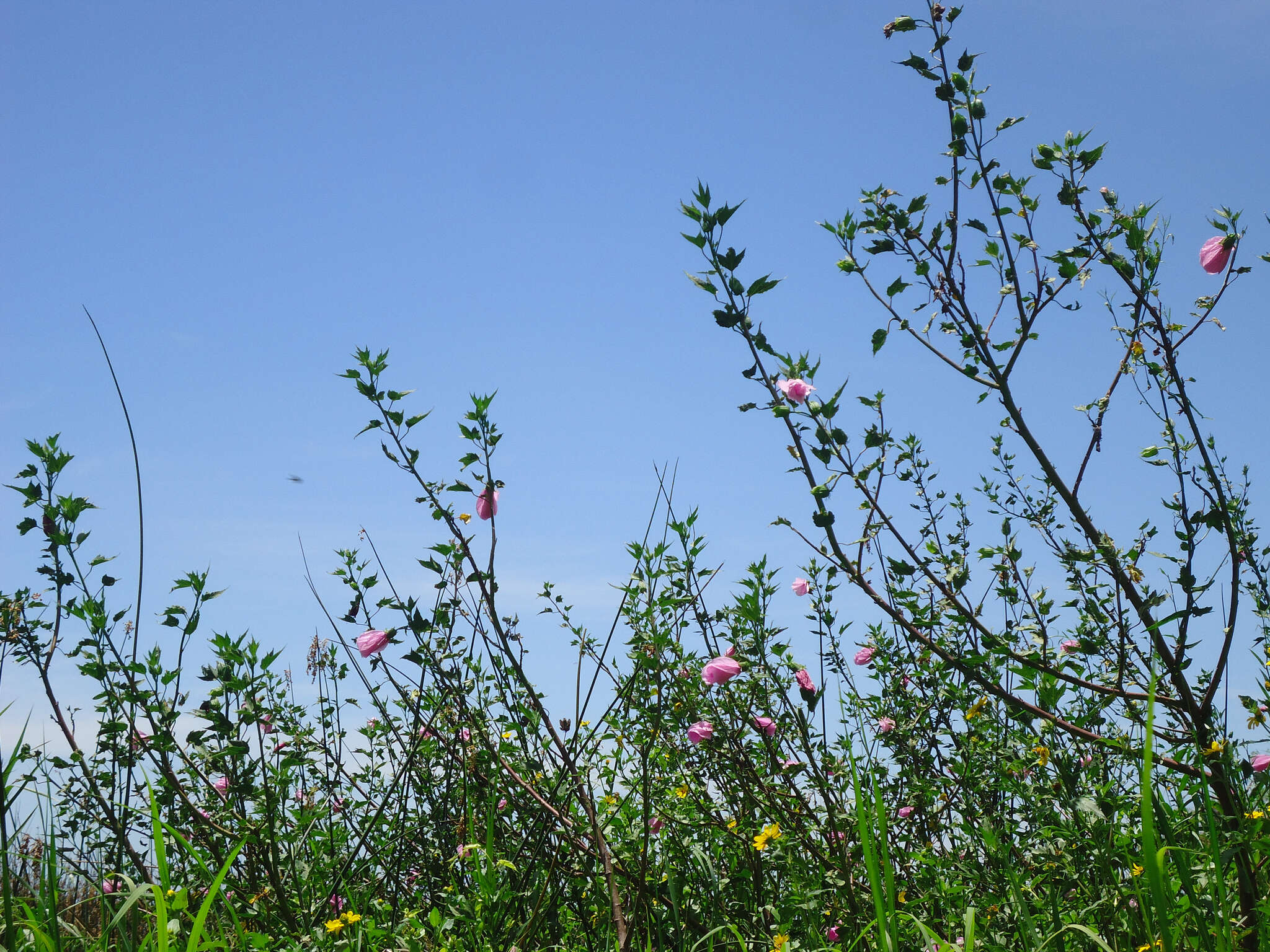 Image of striped rosemallow