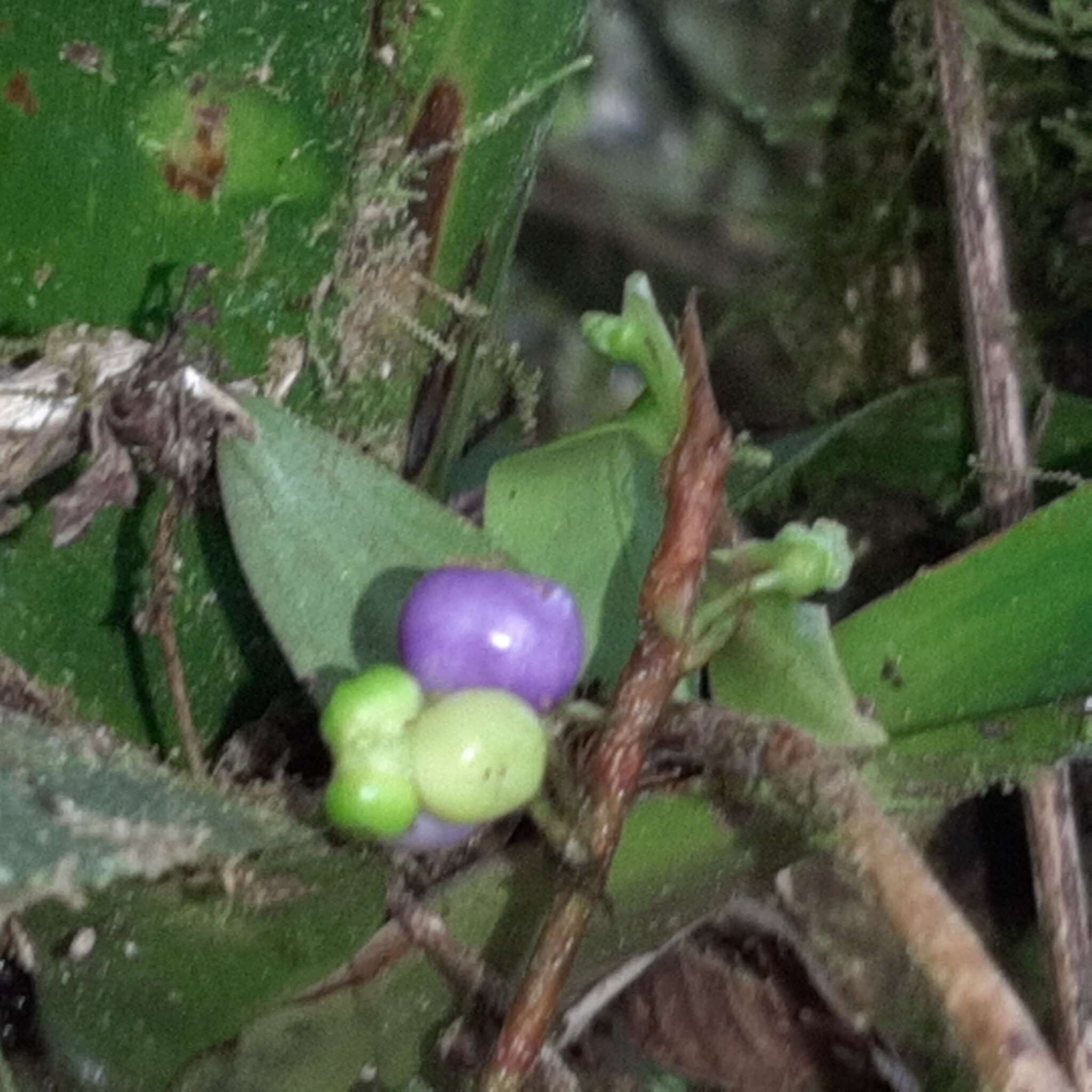 Image of Anthurium scandens subsp. scandens