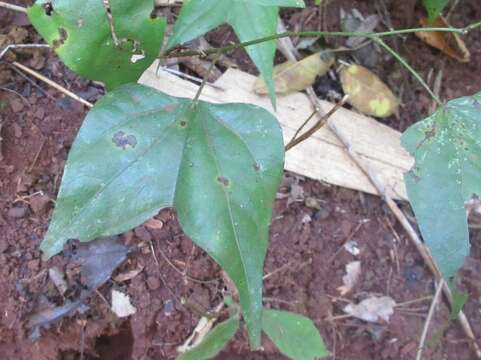 Image of Passiflora papilio Li