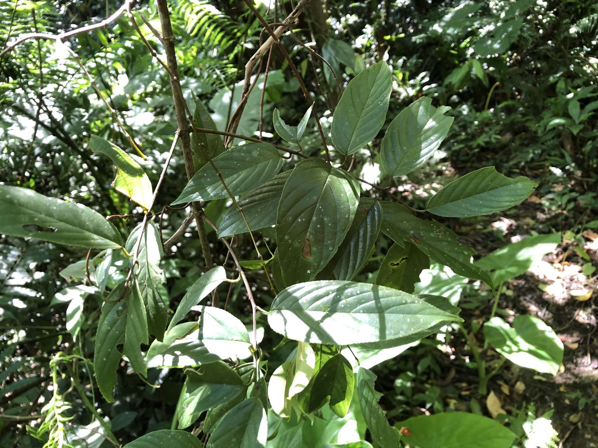 Image of Sageretia randaiensis Hayata