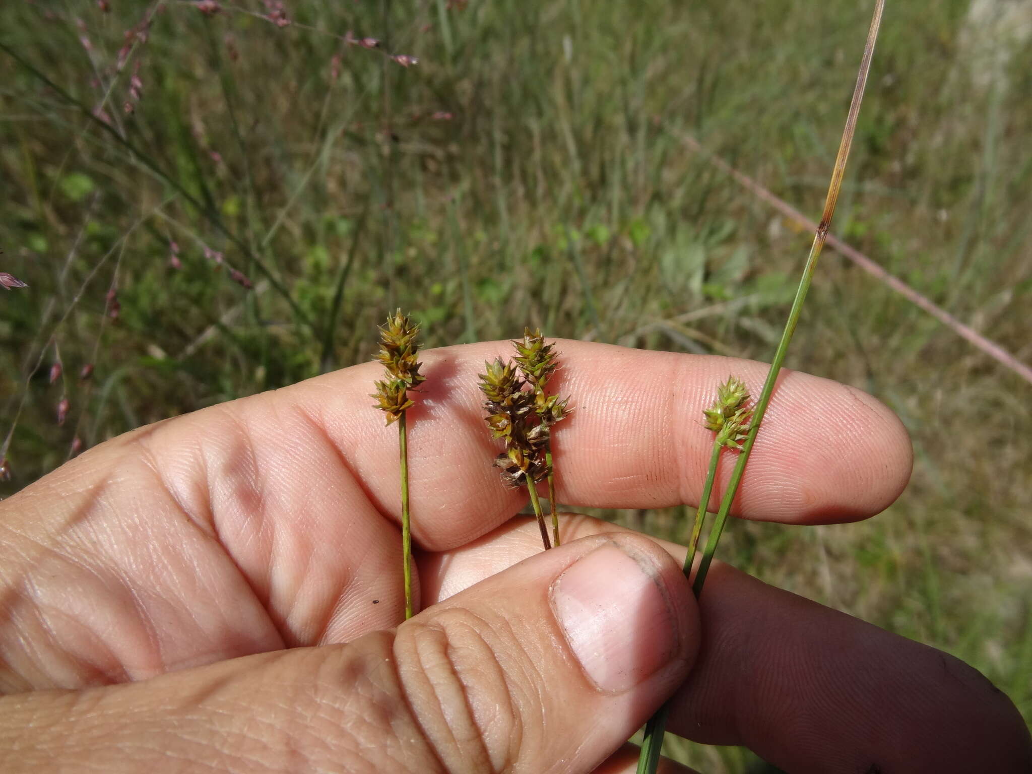 Image of Muhlenberg's sedge