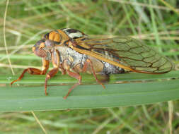 Image of Megatibicen tremulus (Cole 2008)