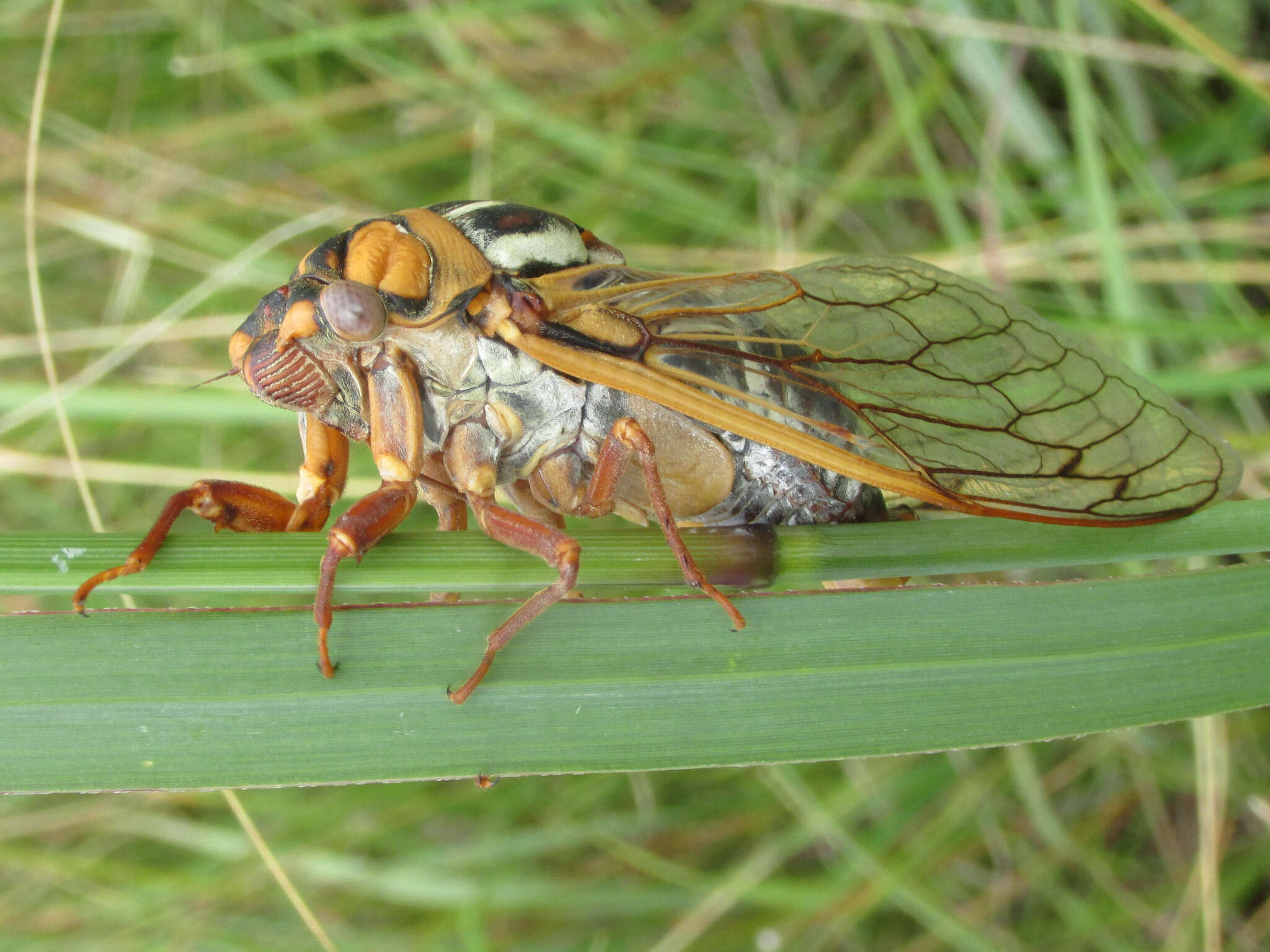 Image of Megatibicen tremulus (Cole 2008)