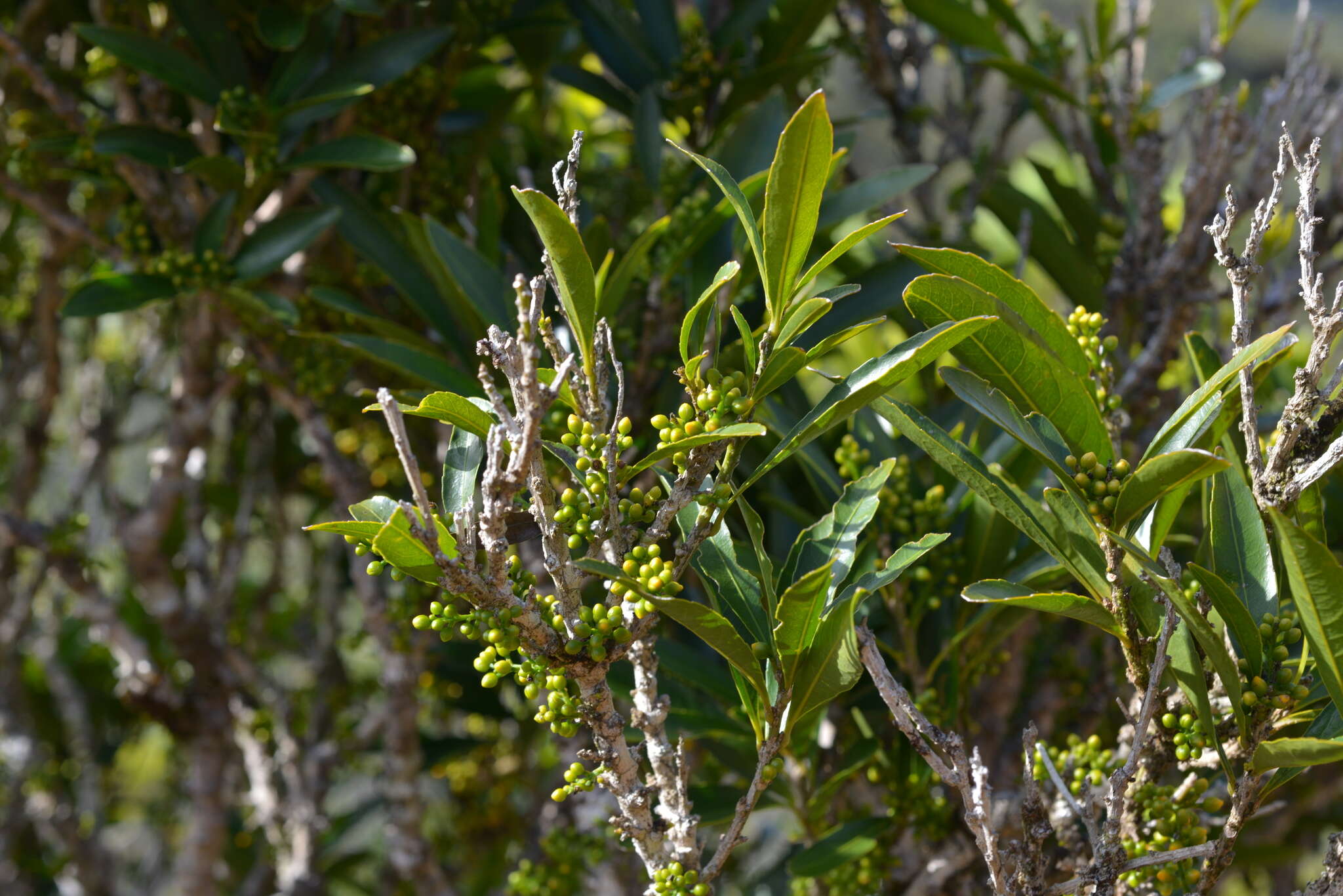 Imagem de Hugonia penicillanthemum Baill. ex Panch. & Sebert