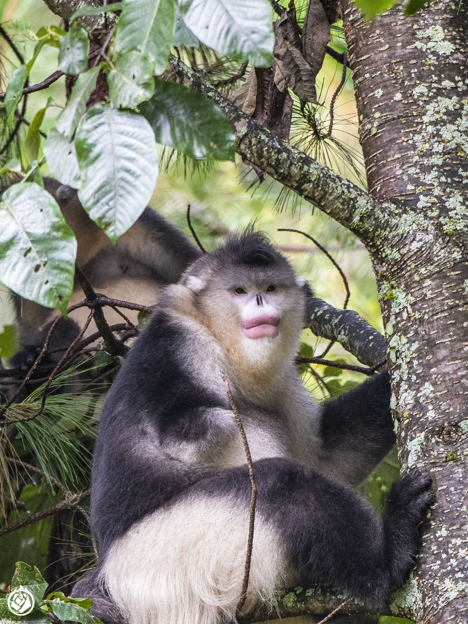 Image of Black Snub-nosed Monkey