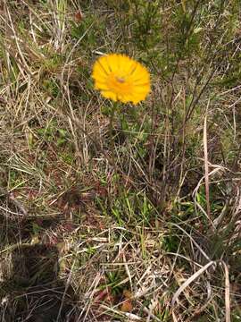 Image of Savannah Sneezeweed