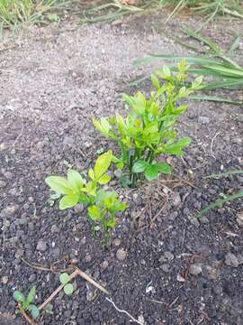 Image of Mexican Orange Blossom