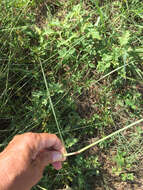 Image of Long-Spike Fluff Grass