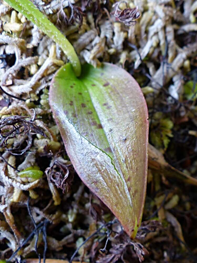 Imagem de Aporostylis bifolia (Hook. fil.) Rupp & Hatch