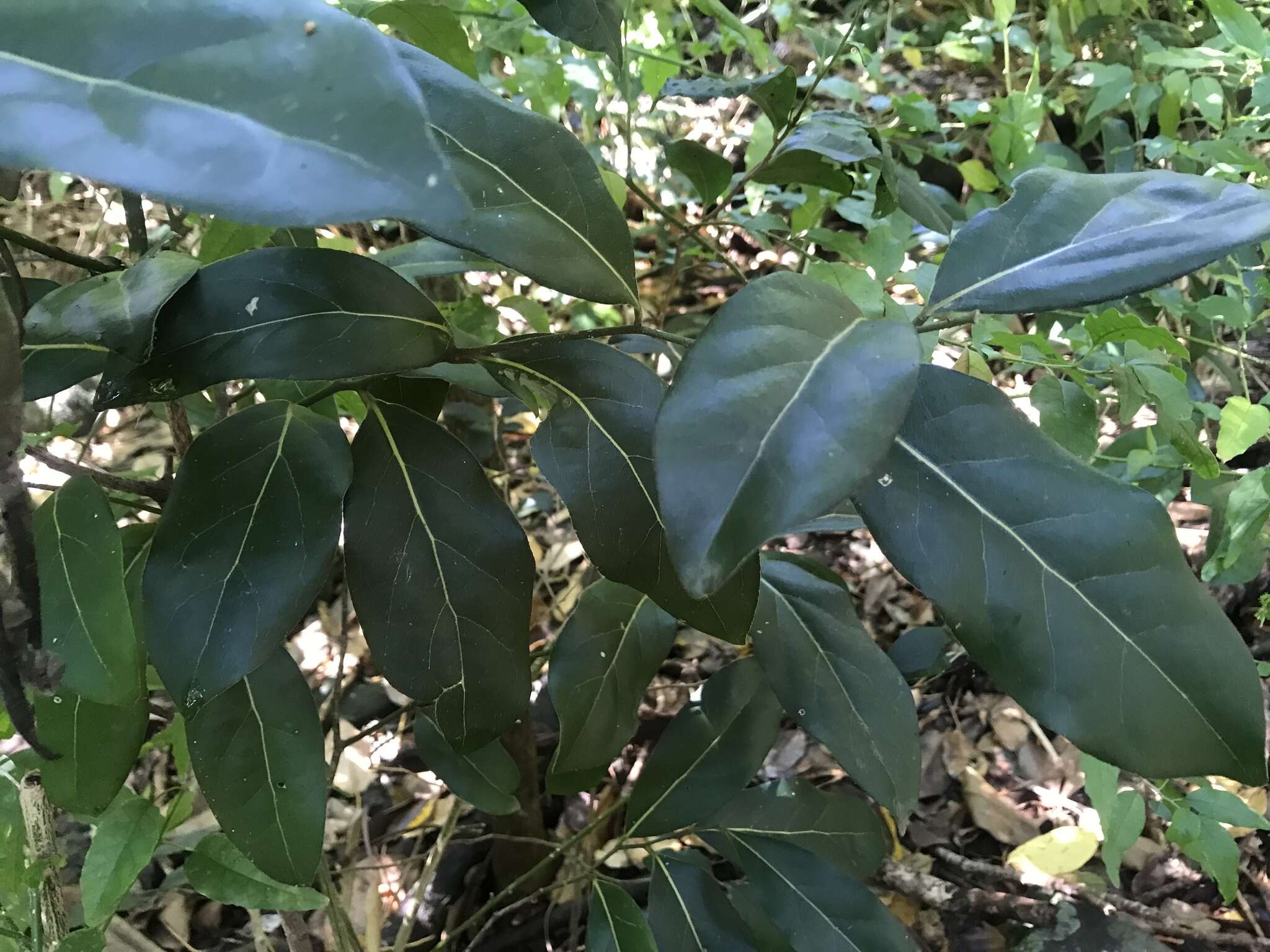 Imagem de Cryptocarya foetida R. T. Baker