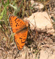 Image of Melitaea arduinna Esper 1783