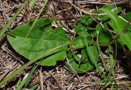 Image of fewleaf sunflower