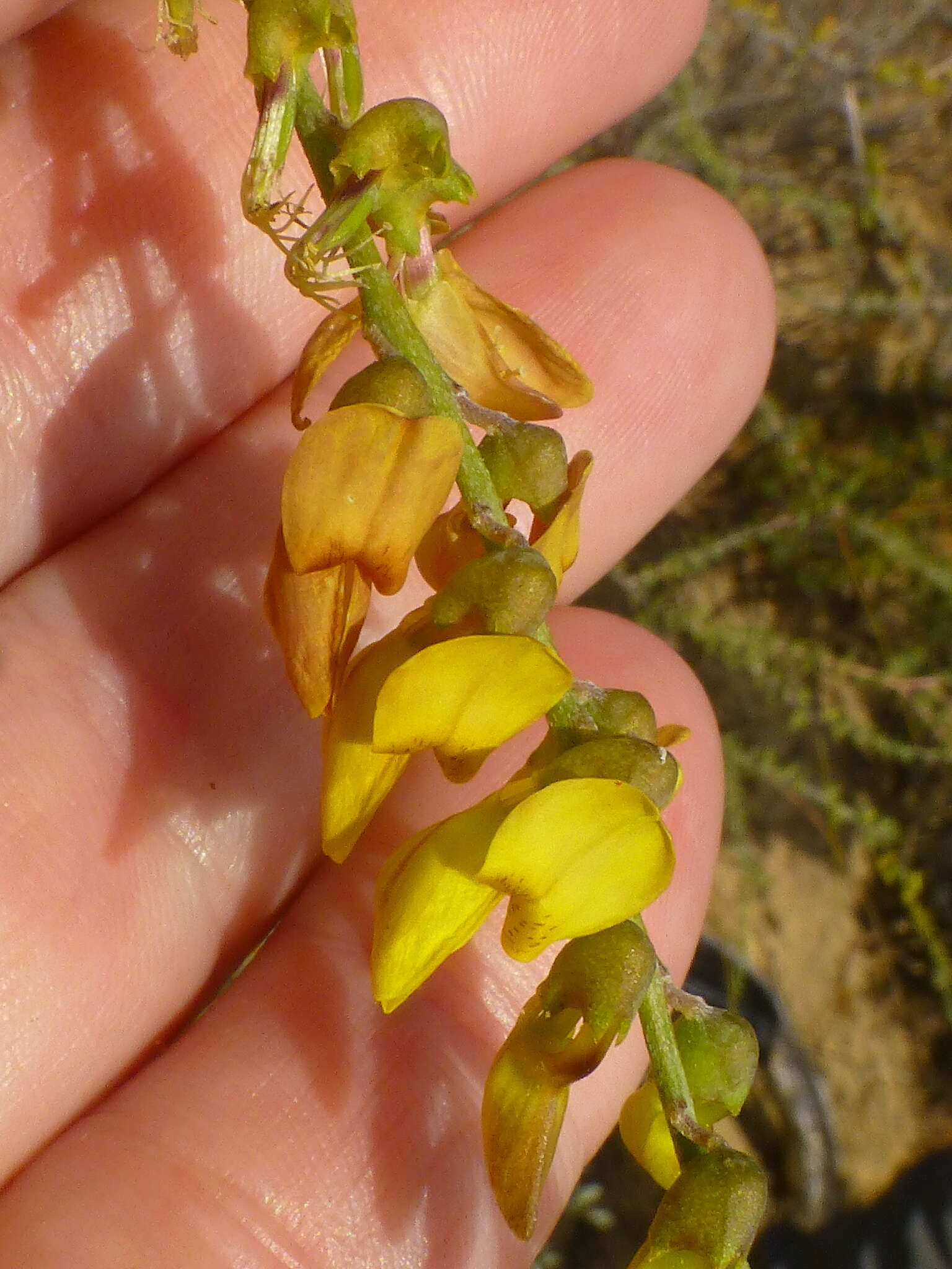 Sivun Wiborgia obcordata (P. J. Bergius) Thunb. kuva