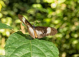 Image de Acraea jodutta Fabricius 1793