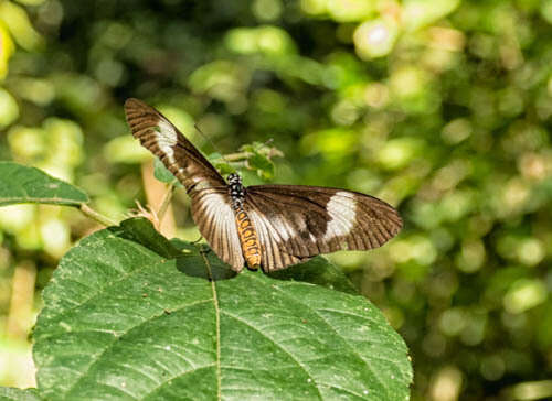 Image de Acraea jodutta Fabricius 1793