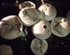 Imagem de Lycoperdon pratense Pers. 1794