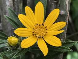 Image of Aldama buddlejiformis (DC.) E. E. Schill. & Panero