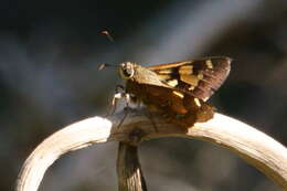 Image of Trapezites symmomus Hübner 1923