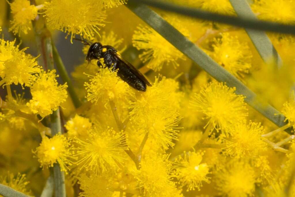 Image of Hylaeus honestus (Smith 1879)